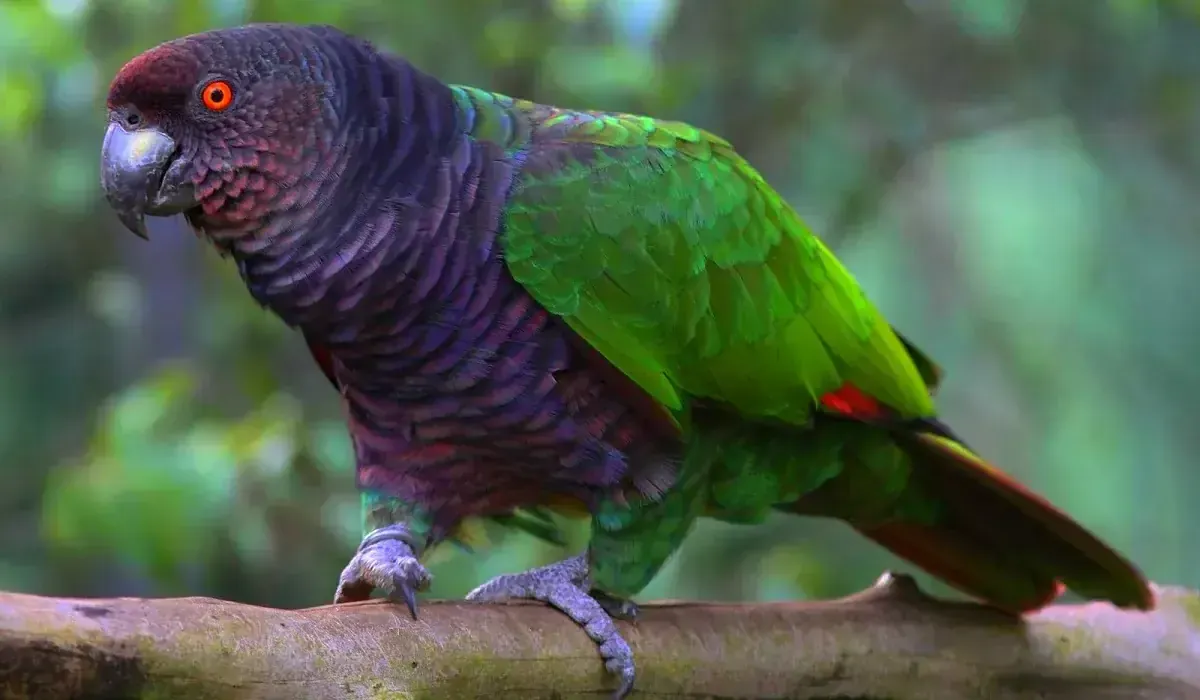 200+ Bird Species